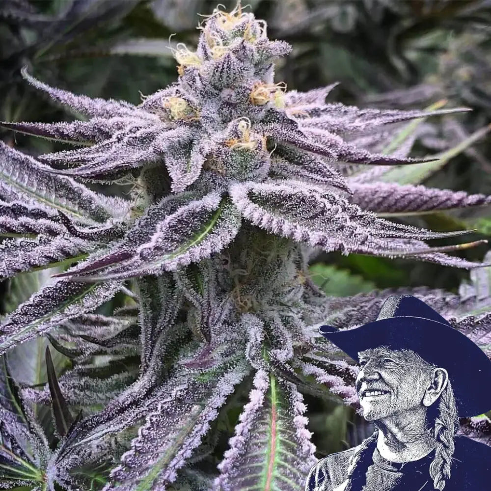 Purple Punch Auto