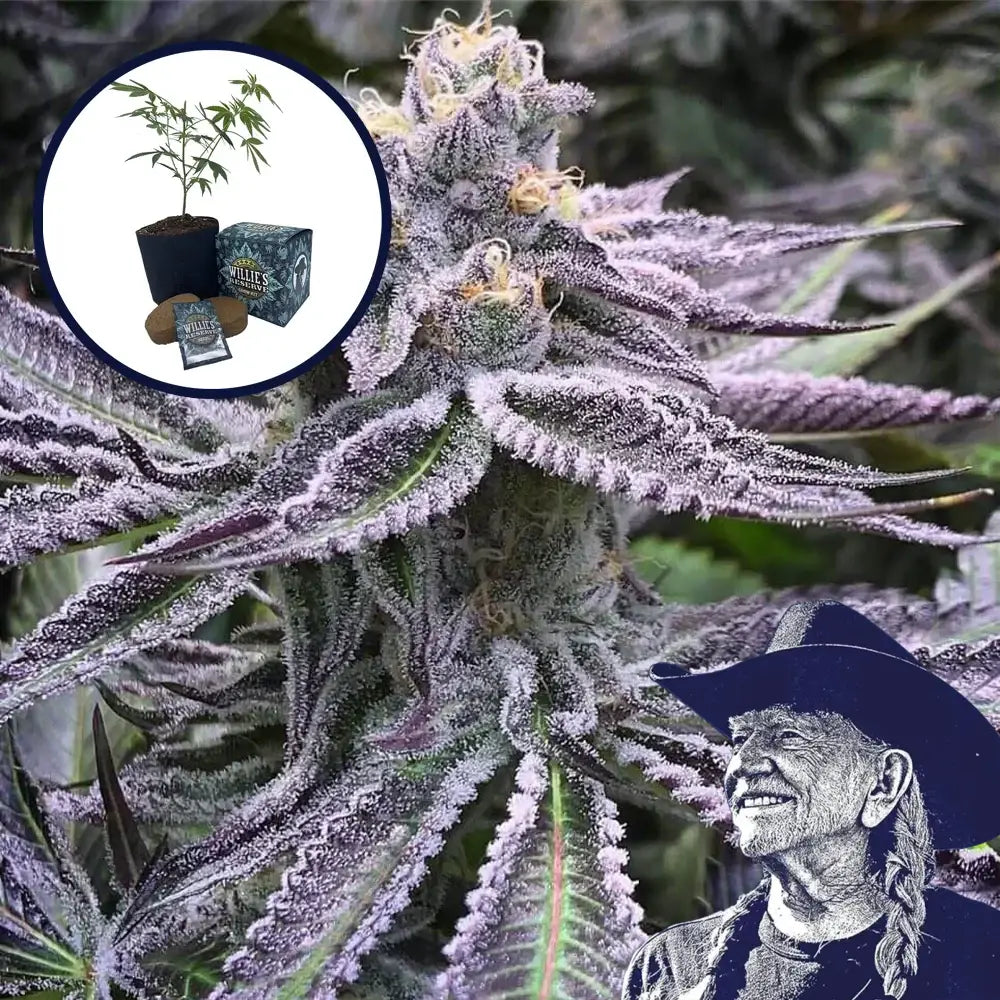 Purple Punch High Yield Grow Kit
