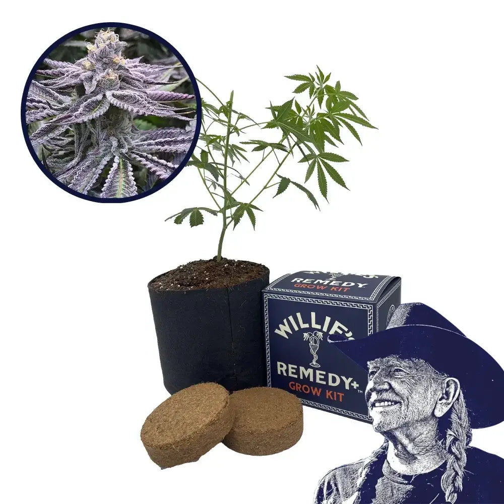 Purple Punch Strain Grow Kit