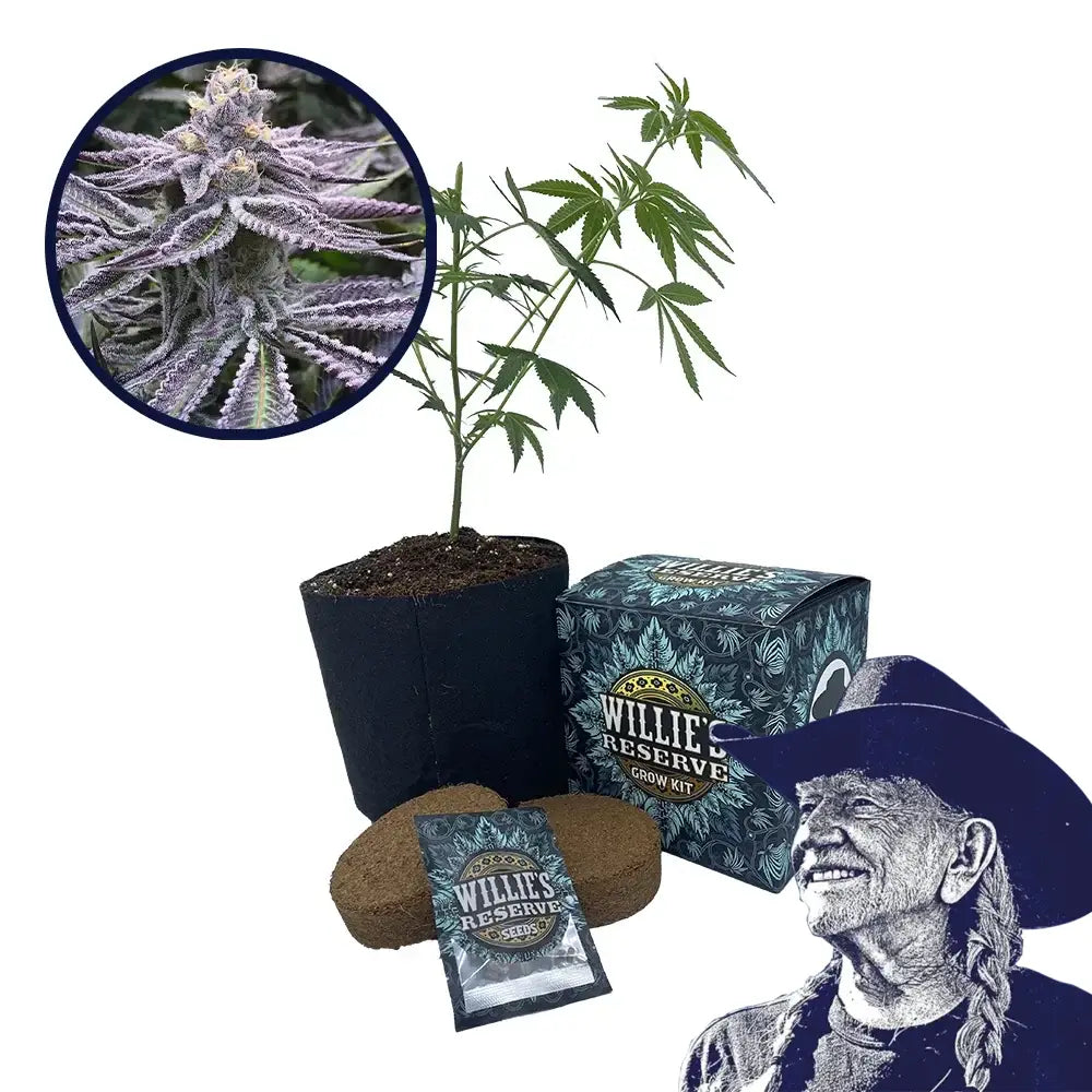 Purple Punch Strain High Yield Grow Kit