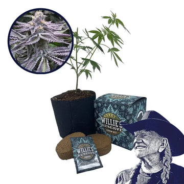 Purple Punch Strain High Yield Grow Kit