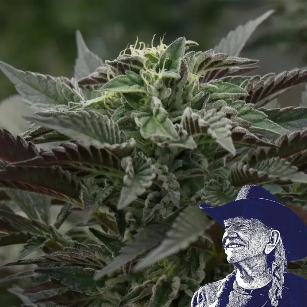 Purple Urkle Auto