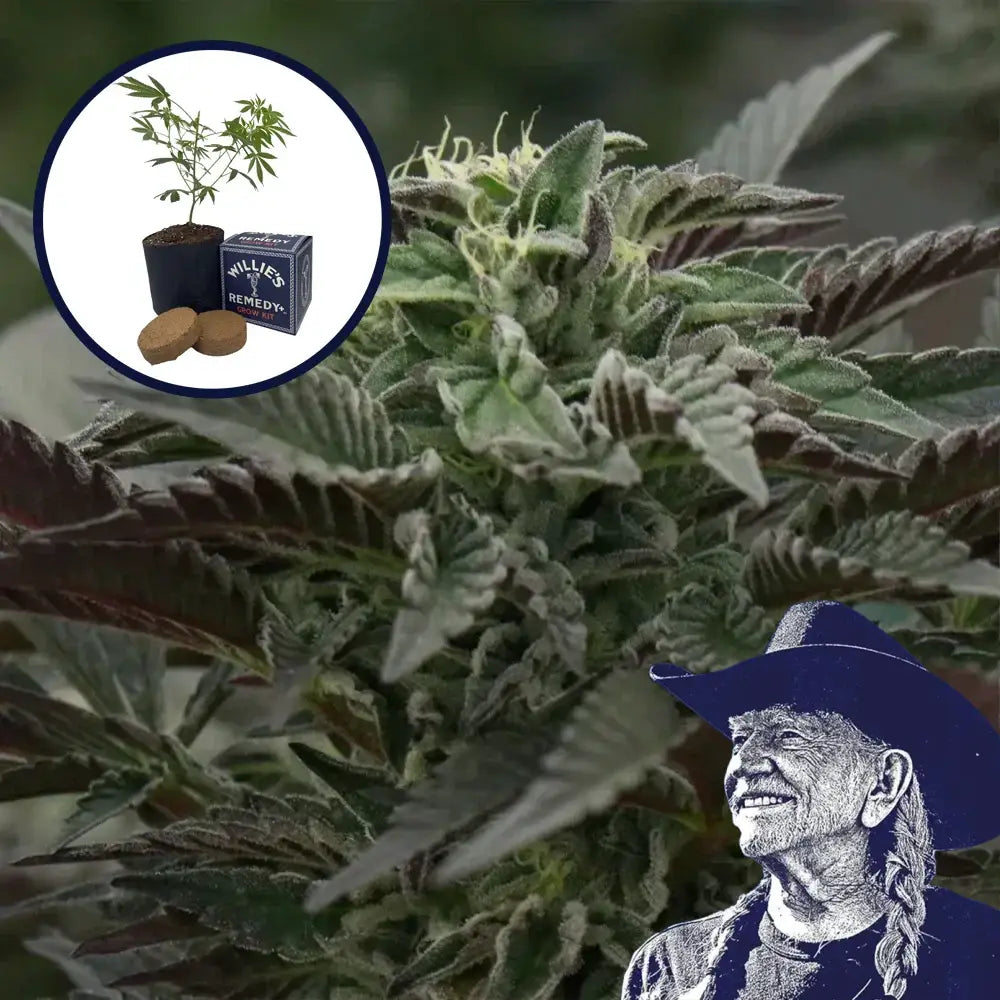 Purple Urkle Grow Kit