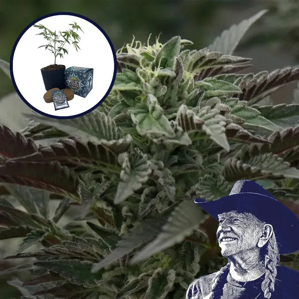 Purple Urkle High Yield Grow Kit
