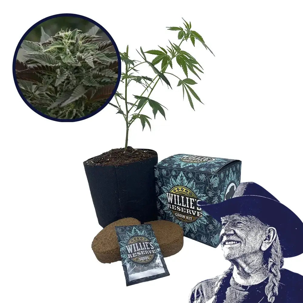 Purple Urkle Strain High Yield Grow Kit