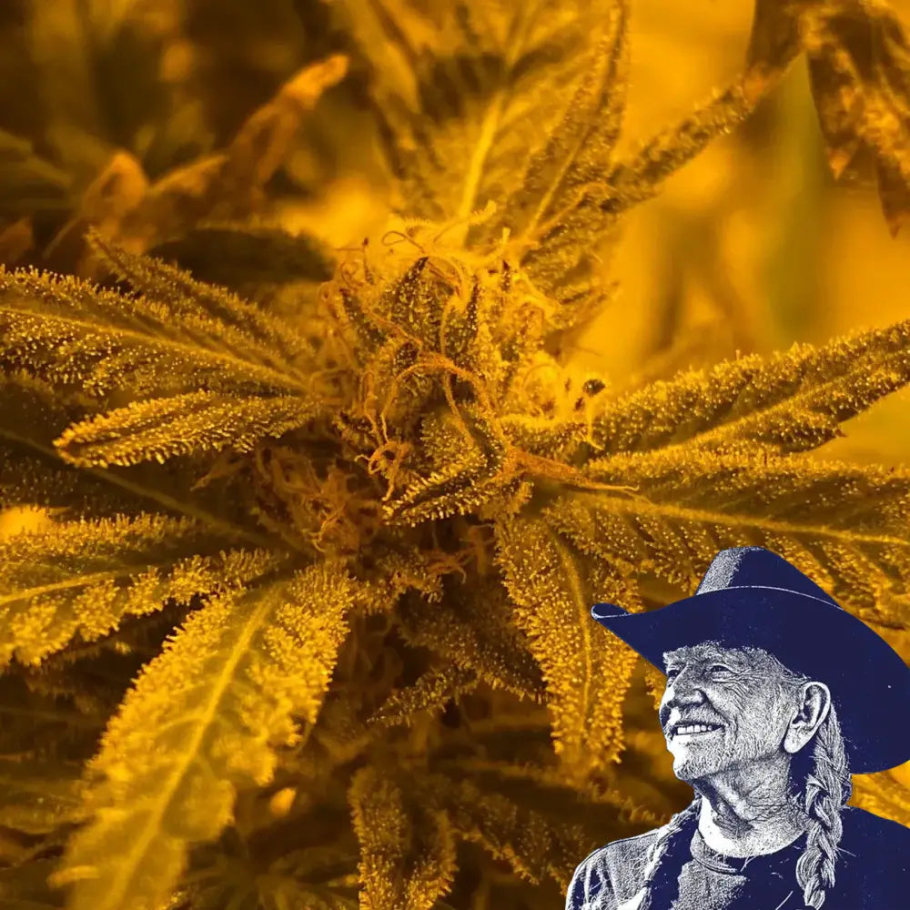 Quantum Kush