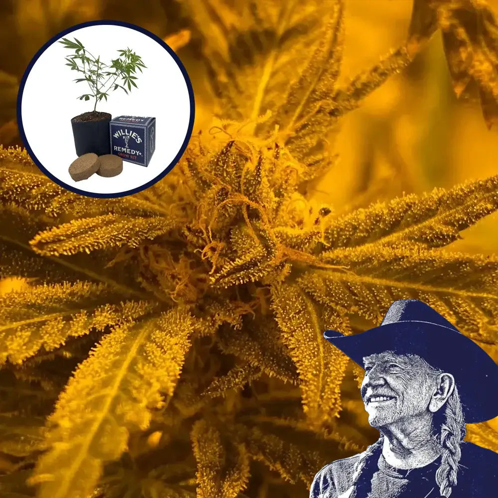 Quantum Kush Grow Kit