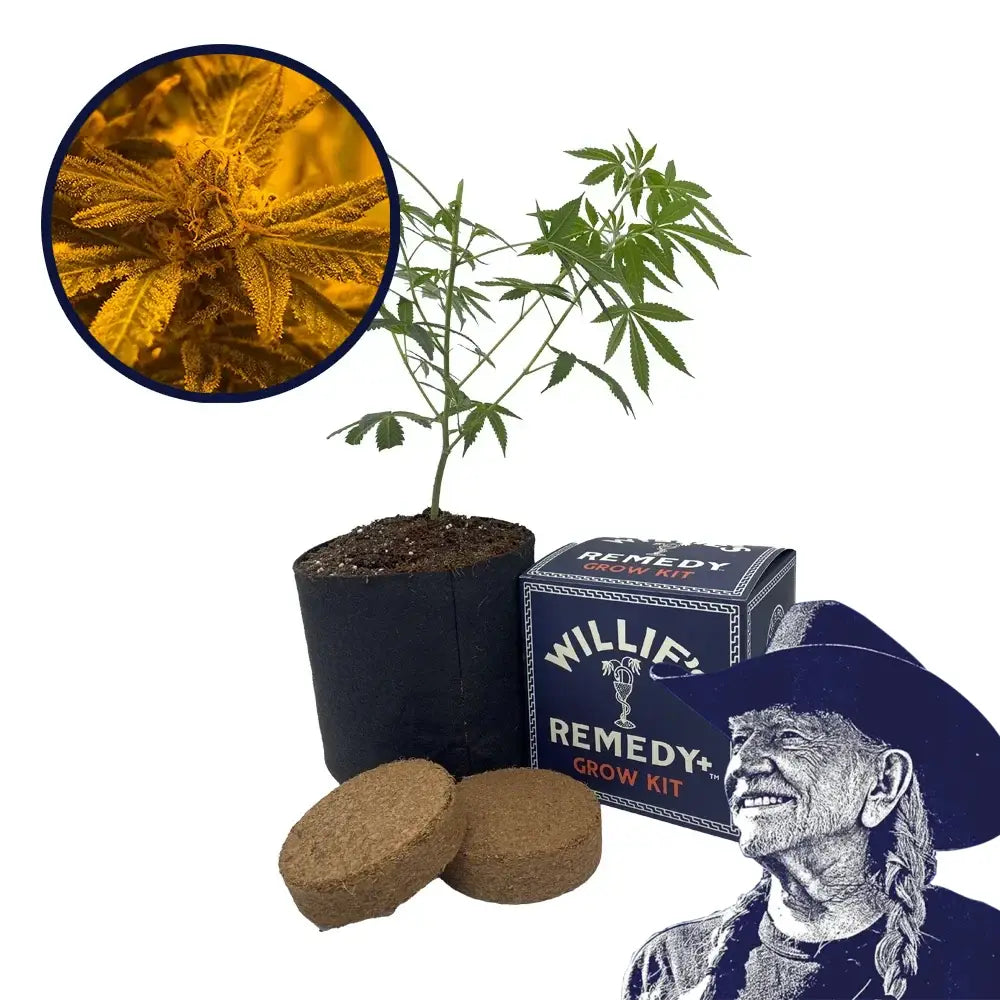 Quantum Kush Strain Grow Kit