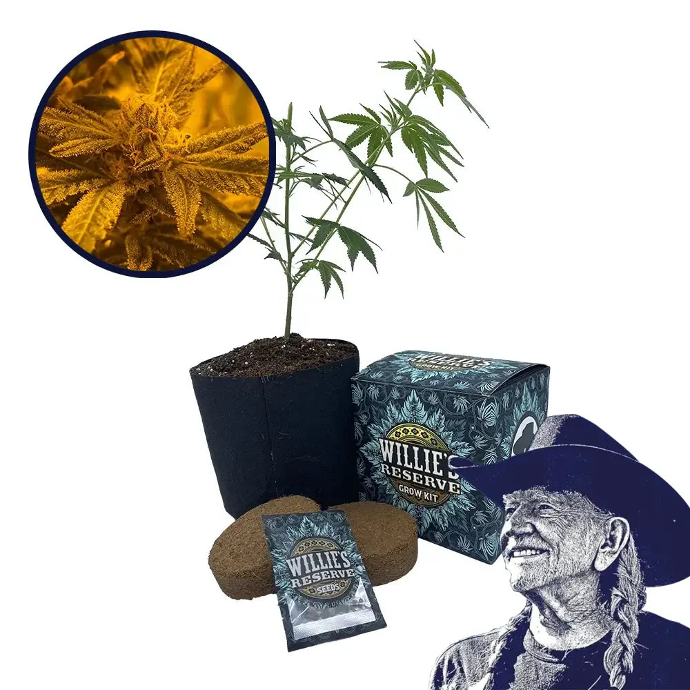 Quantum Kush Strain High Yield Grow Kit