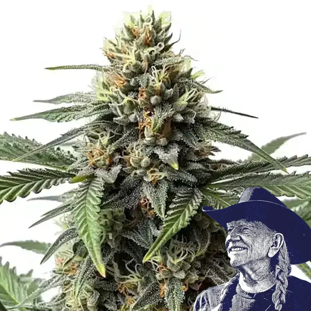 Queen Bee Auto