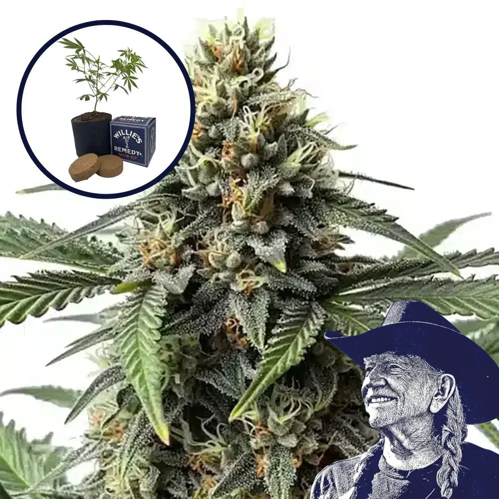 Queen Bee Grow Kit