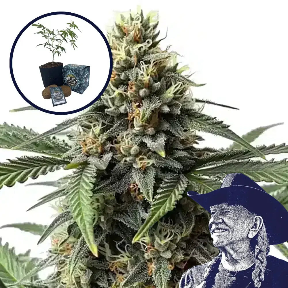 Queen Bee High Yield Grow Kit