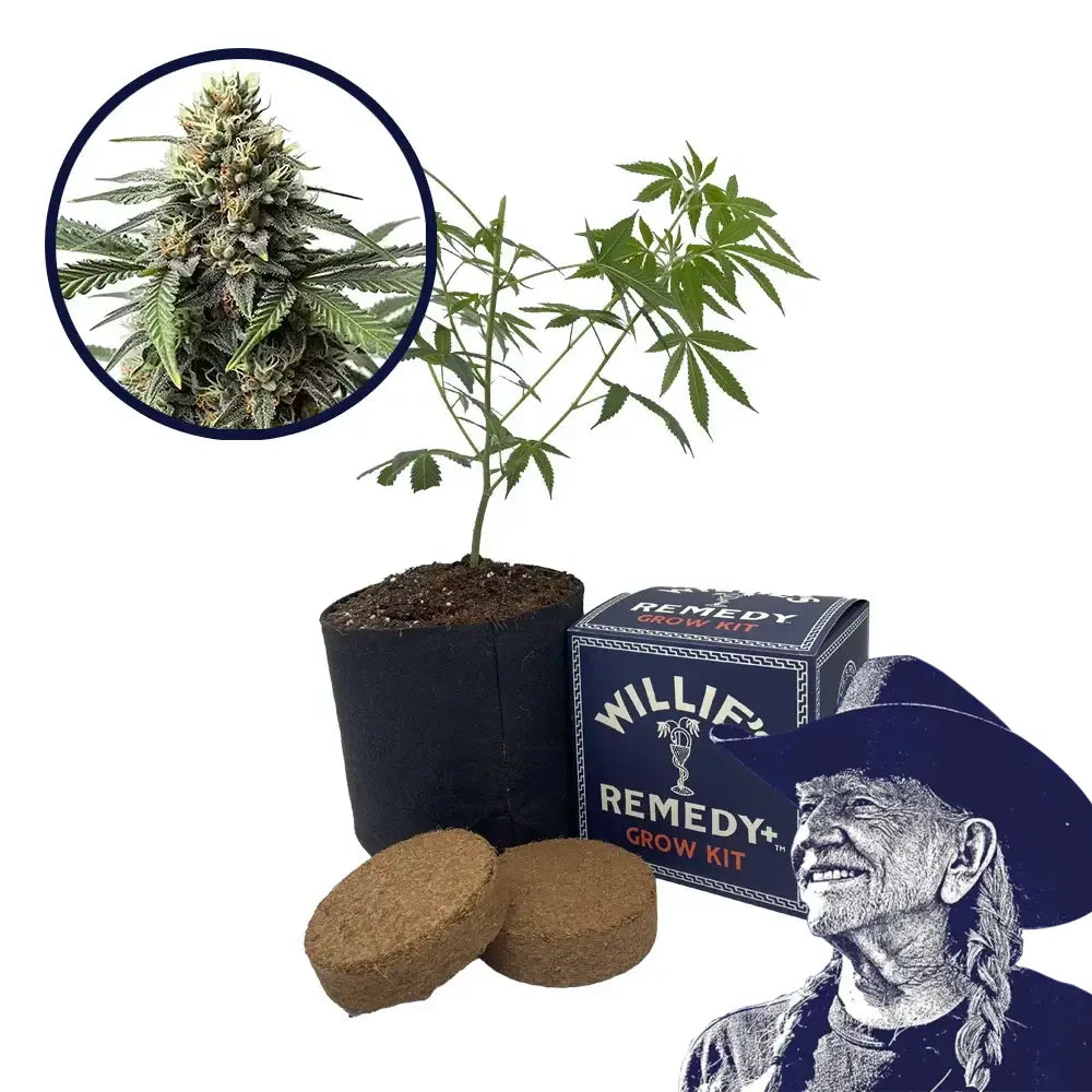 Queen Bee Strain Grow Kit