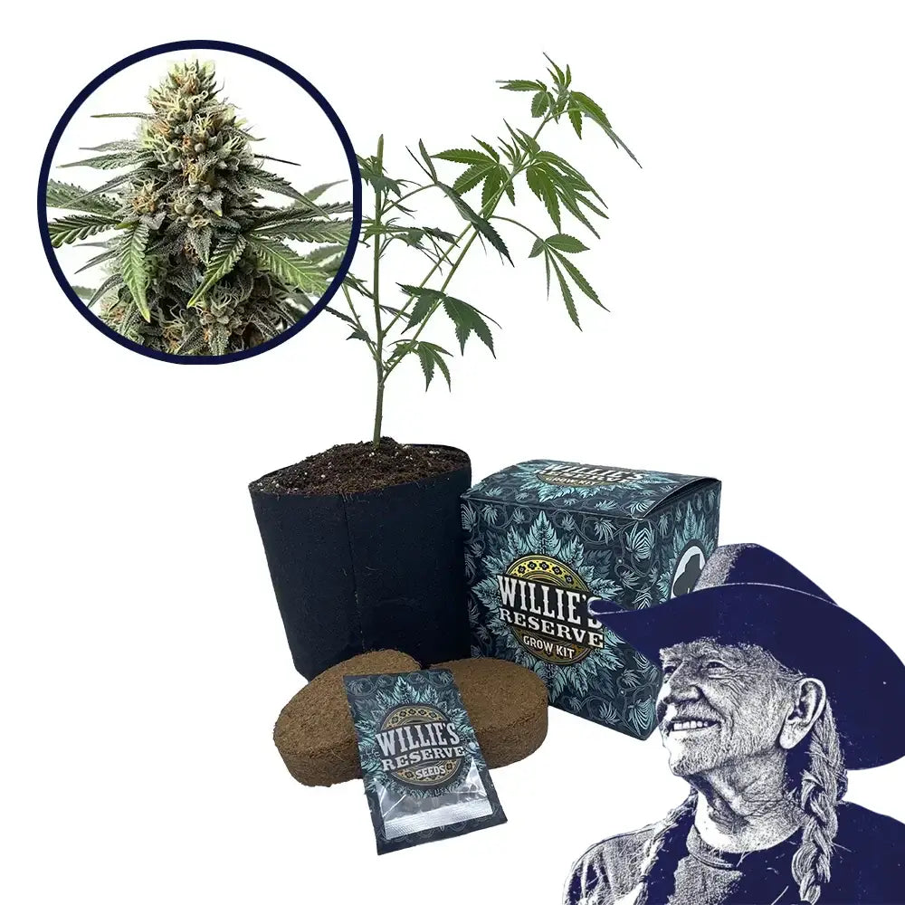 Queen Bee Strain High Yield Grow Kit