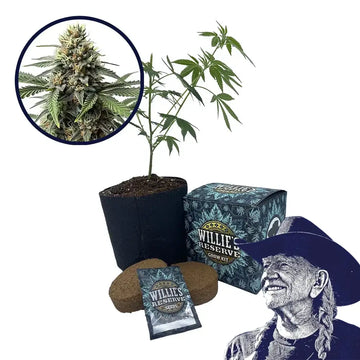 Queen Bee Strain High Yield Grow Kit