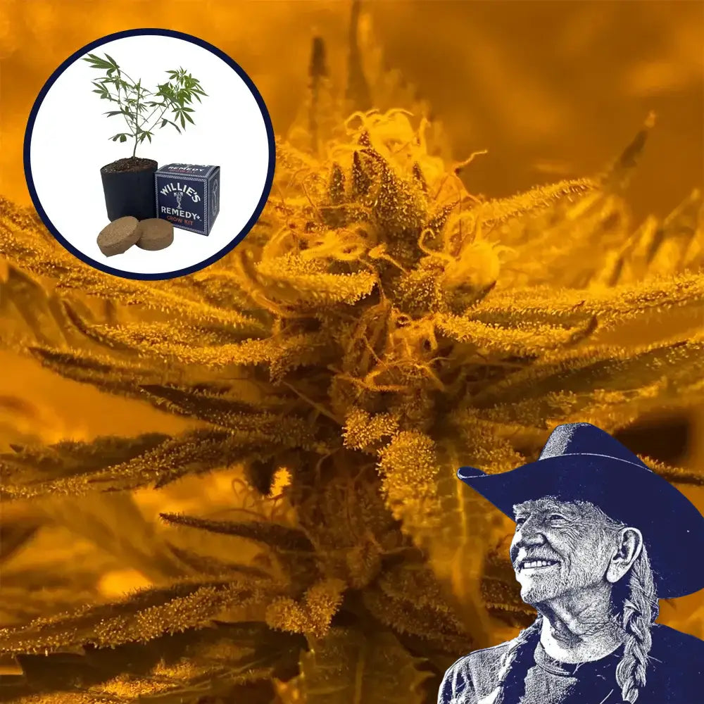 Rainbow Belts Grow Kit