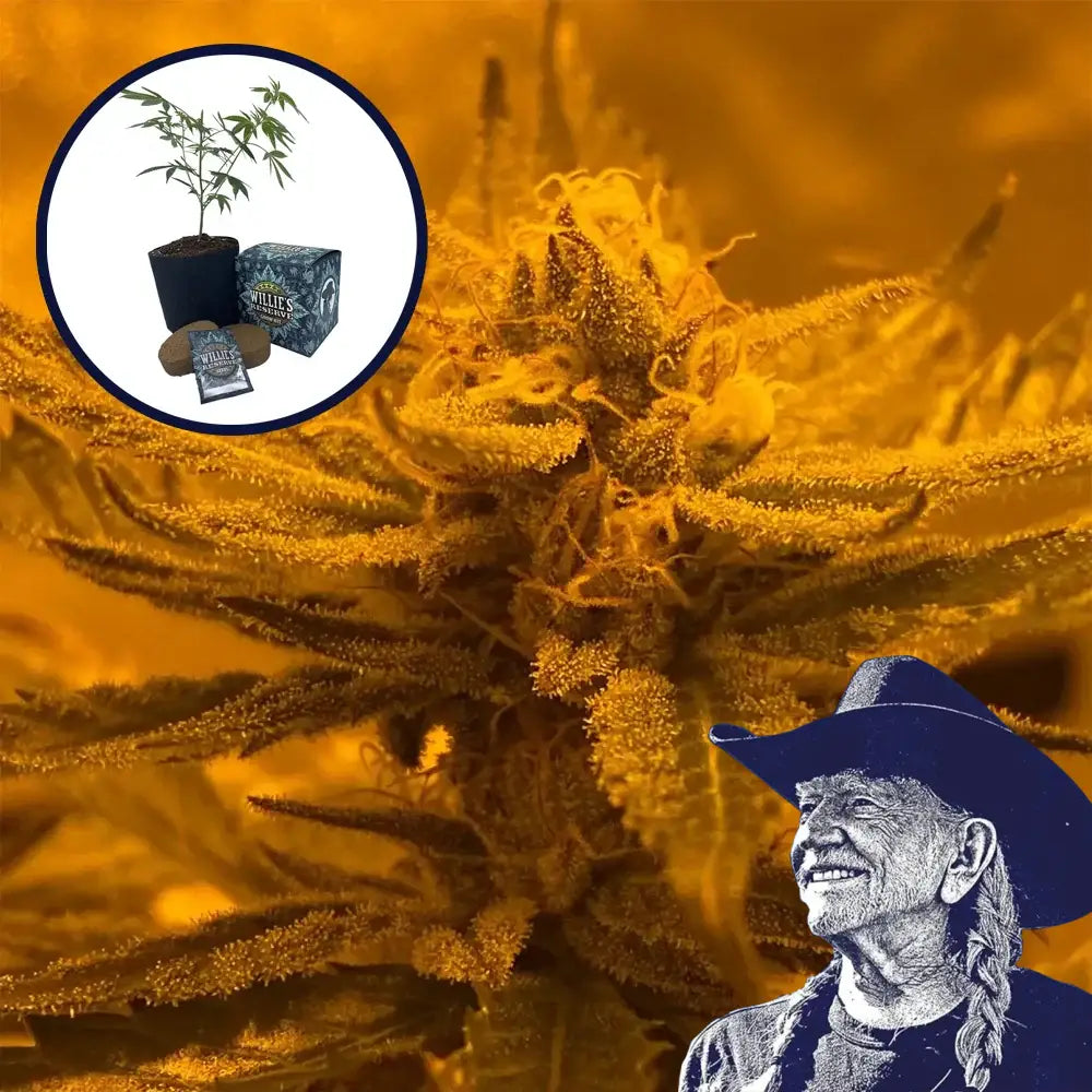 Rainbow Belts High Yield Grow Kit