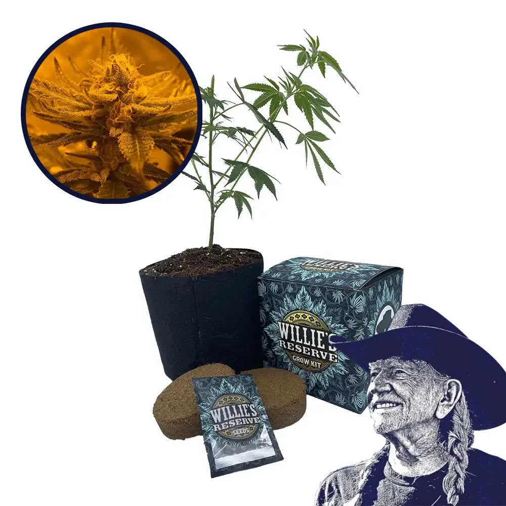 Rainbow Belts Strain High Yield Grow Kit