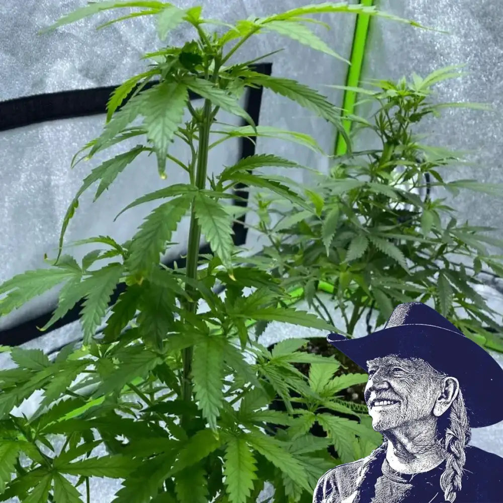 Red Dragon Auto