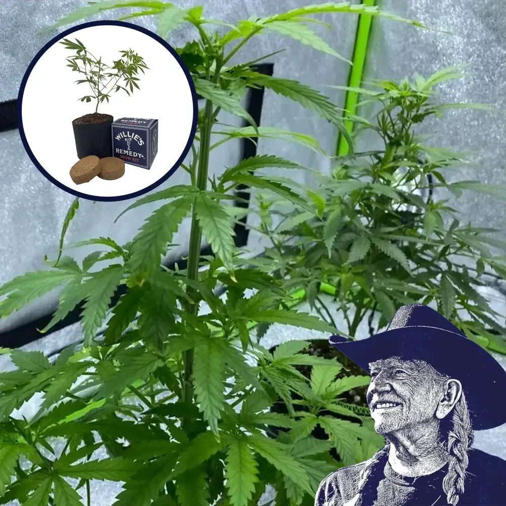 Red Dragon Grow Kit