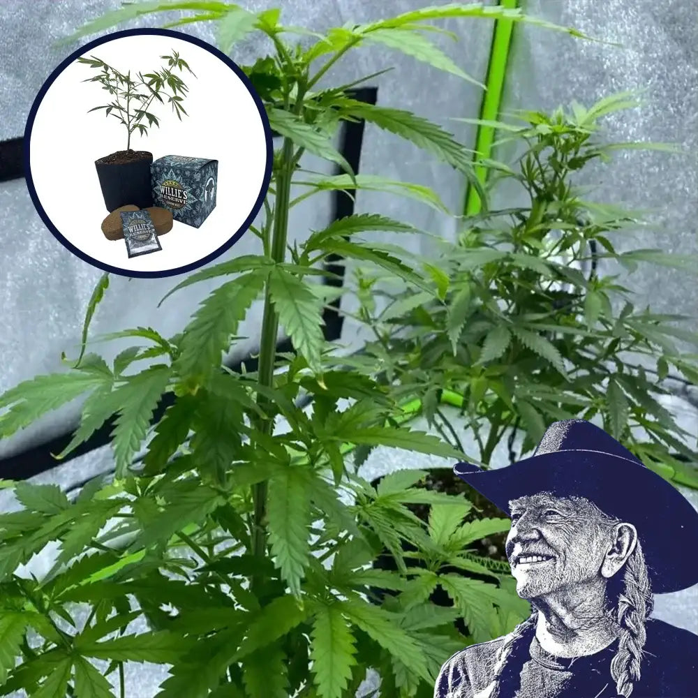 Red Dragon High Yield Grow Kit