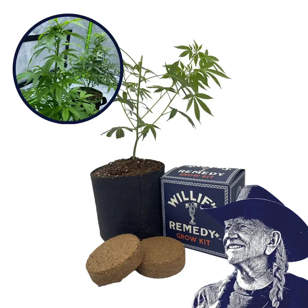 Red Dragon Strain Grow Kit