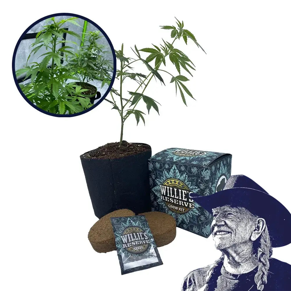 Red Dragon Strain High Yield Grow Kit