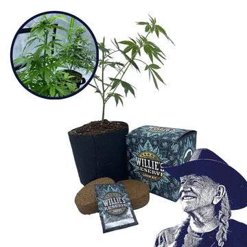 Red Dragon Strain High Yield Grow Kit