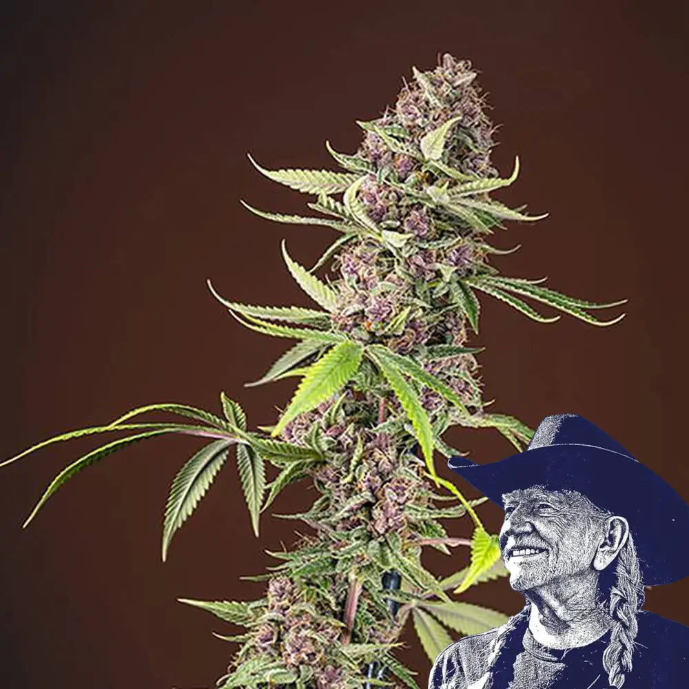 Red Mandarine Auto