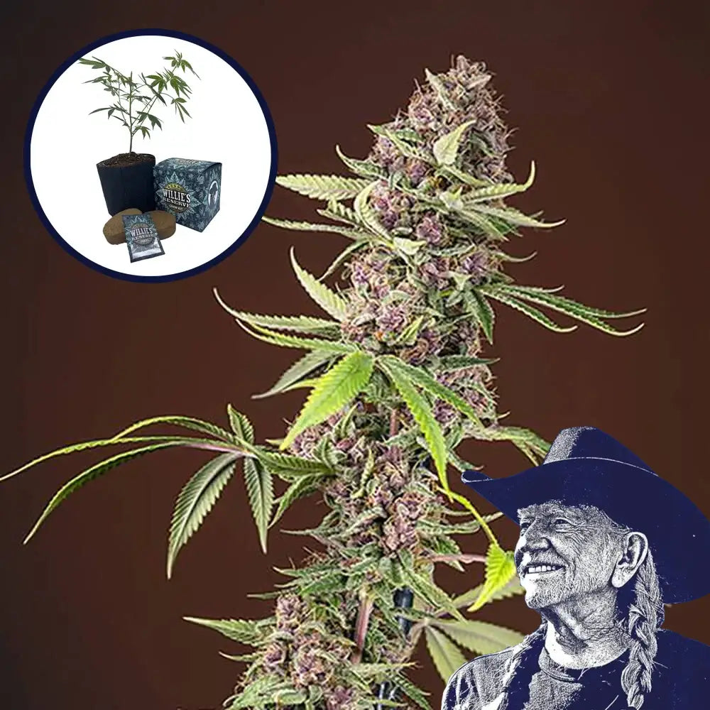 Red Mandarine High Yield Grow Kit