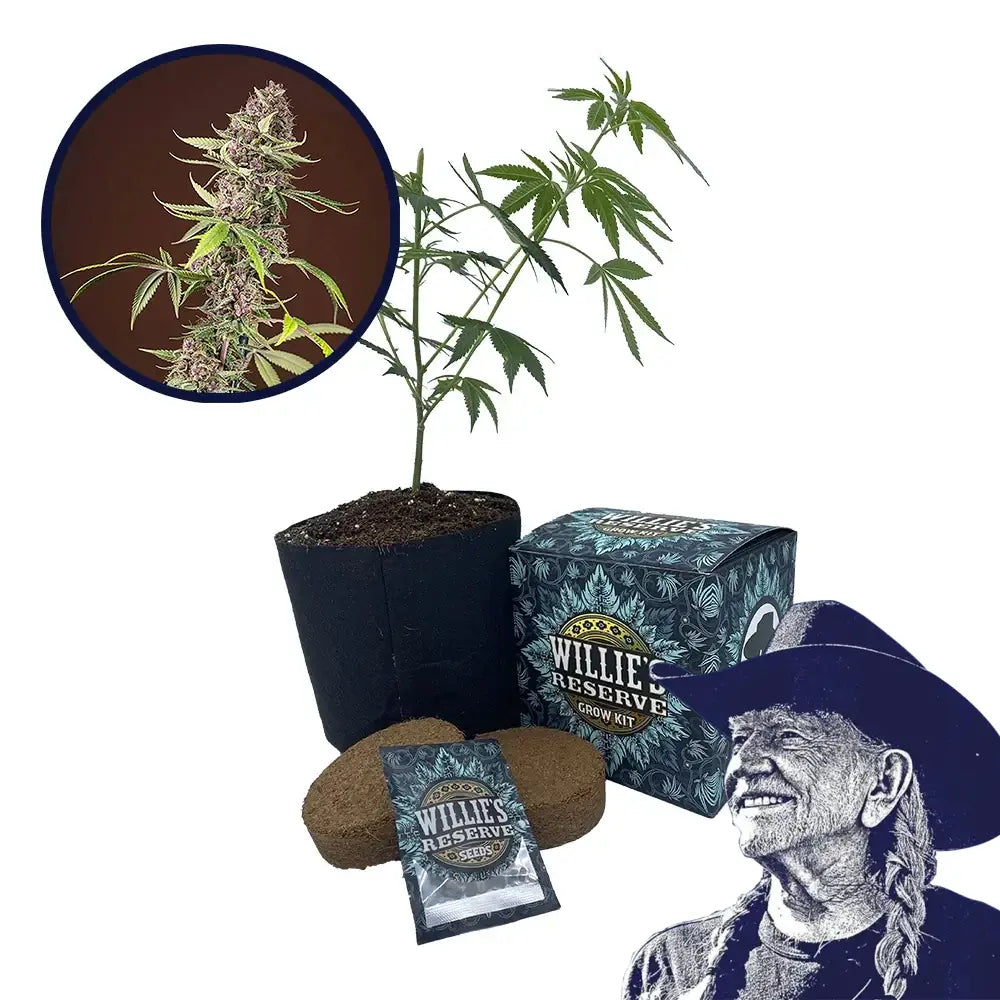 Red Mandarine Strain High Yield Grow Kit
