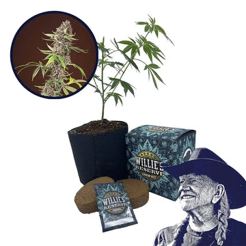 Red Mandarine Strain High Yield Grow Kit