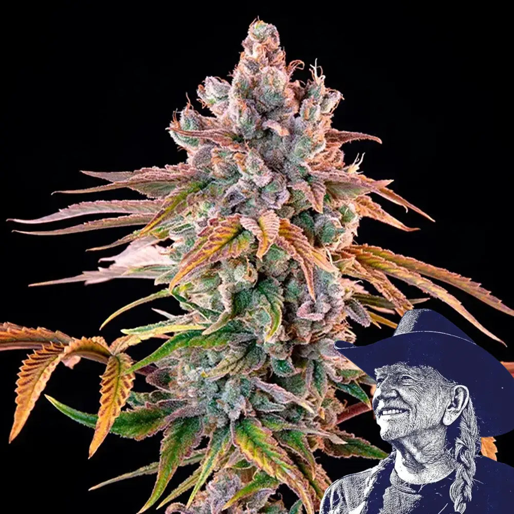 Royal with Cheese Auto