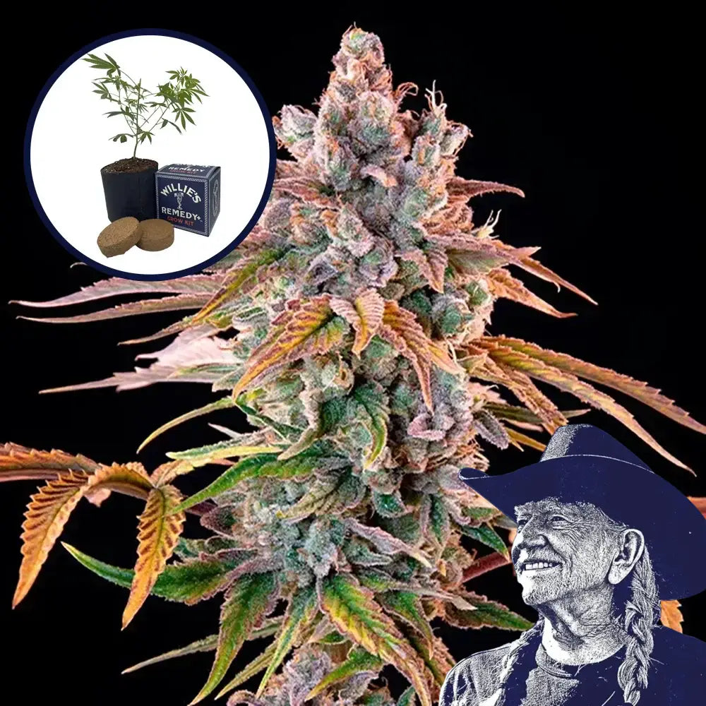 Royal with Cheese Grow Kit