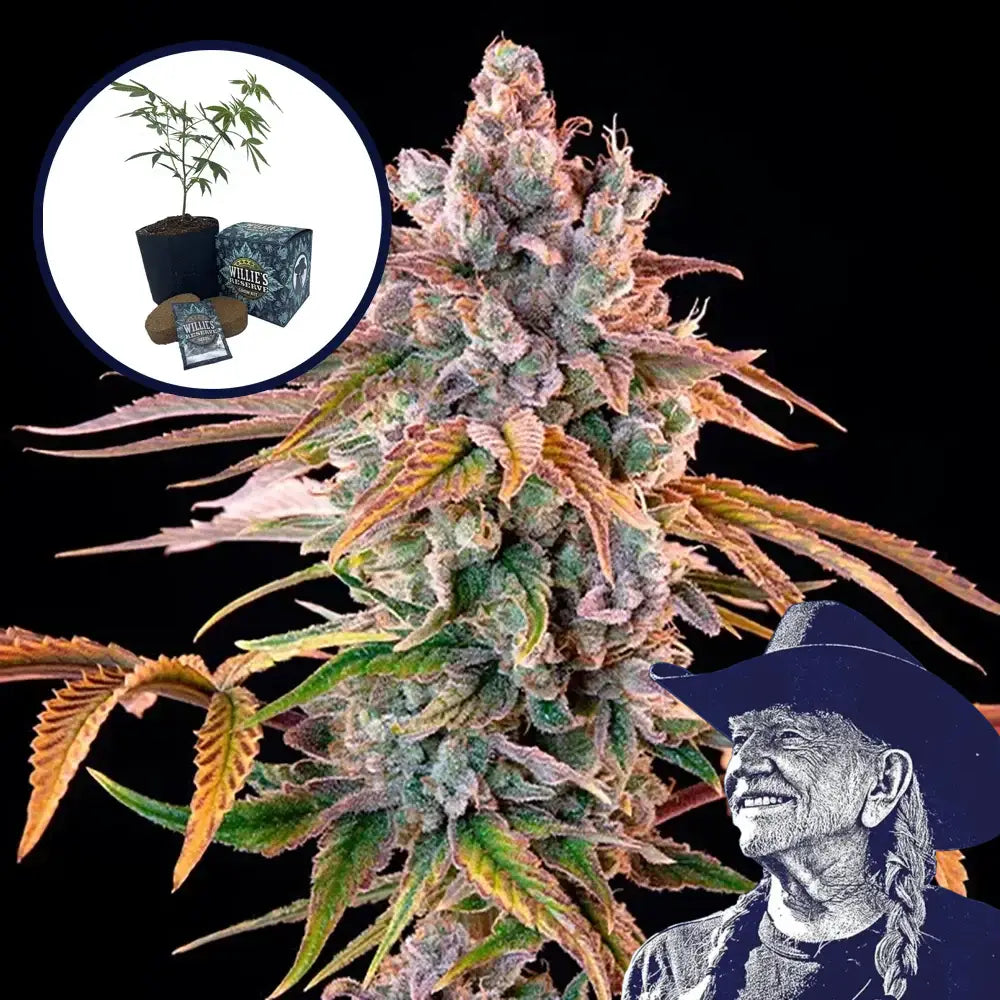 Royal with Cheese High Yield Grow Kit