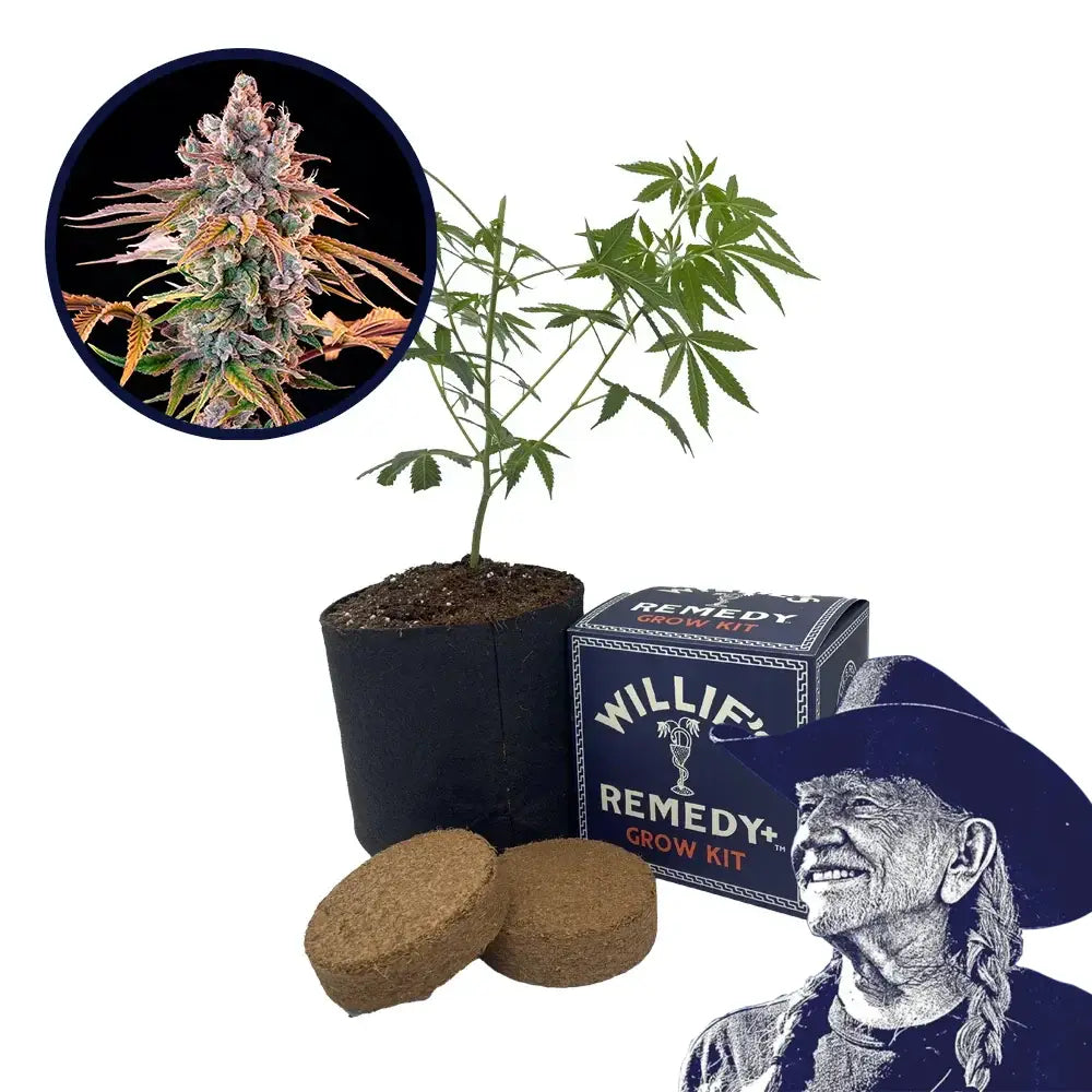 Royal with Cheese Strain Grow Kit