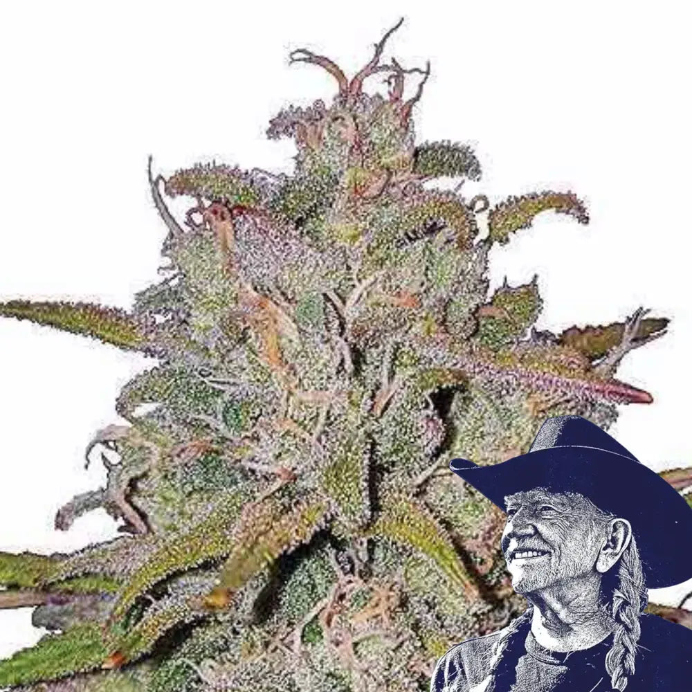 Runtz Auto