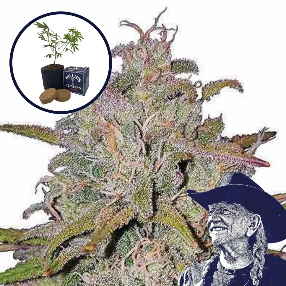 Runtz Grow Kit