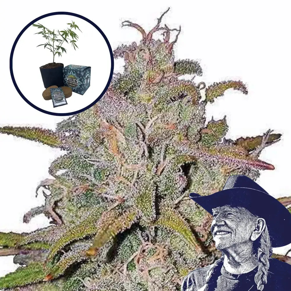 Runtz High Yield Grow Kit