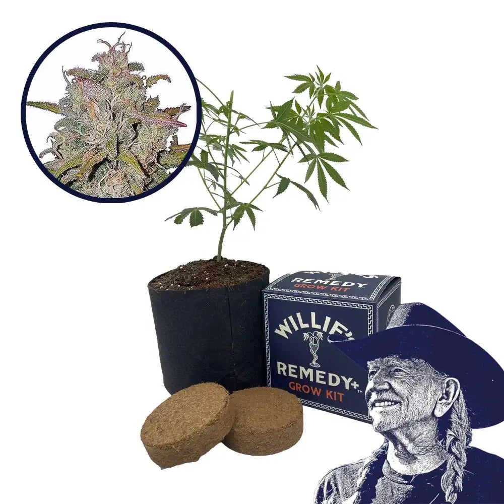 Runtz Strain Grow Kit