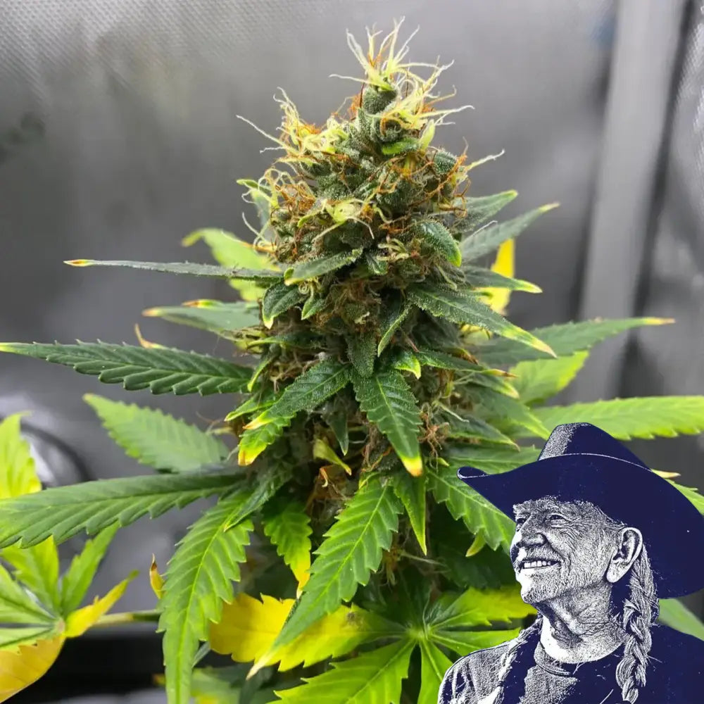 SFV OG Auto