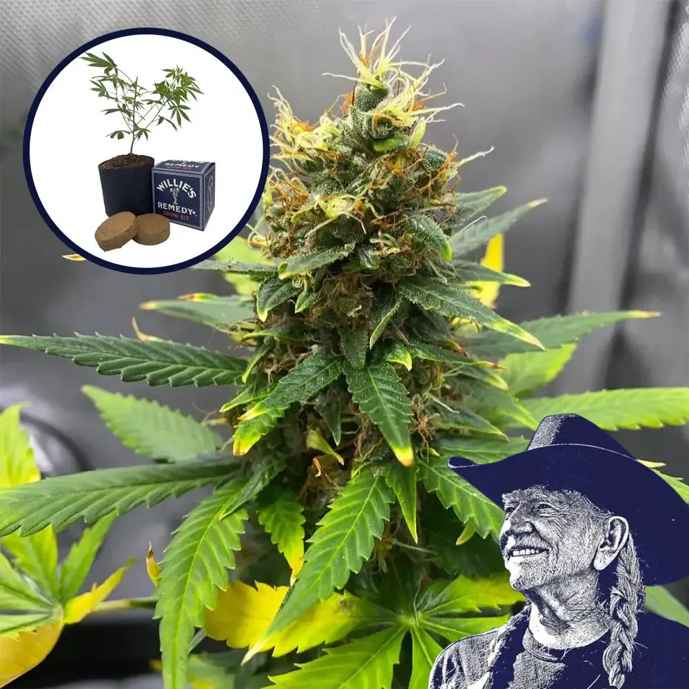 SFV OG Grow Kit