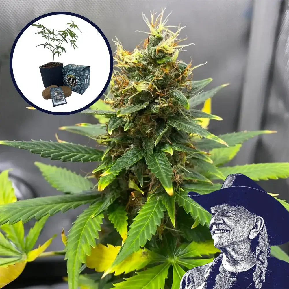 SFV OG High Yield Grow Kit