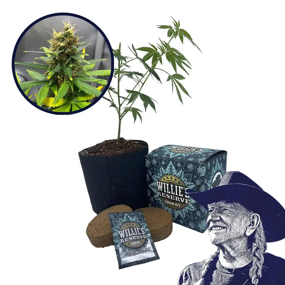 SFV OG Strain High Yield Grow Kit