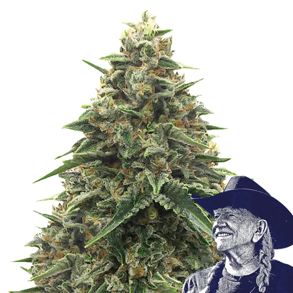Shiatsu Kush