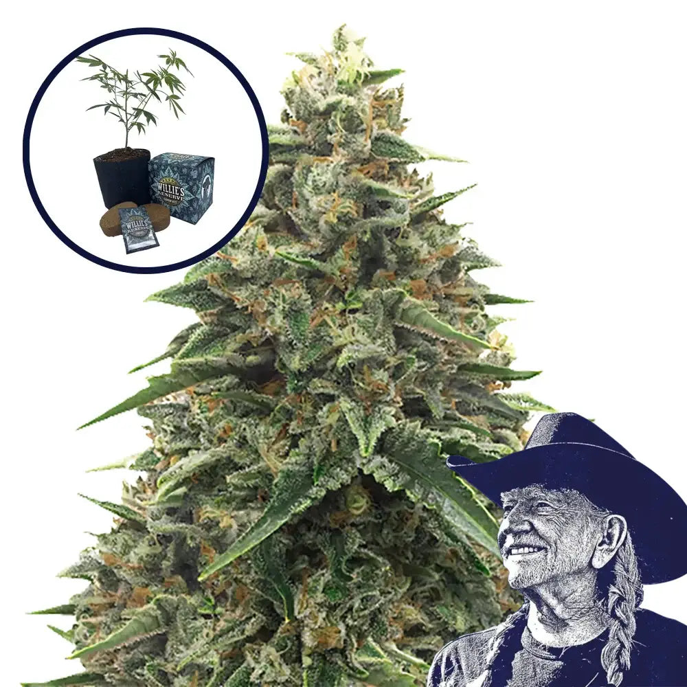 Shiatsu Kush High Yield Grow Kit