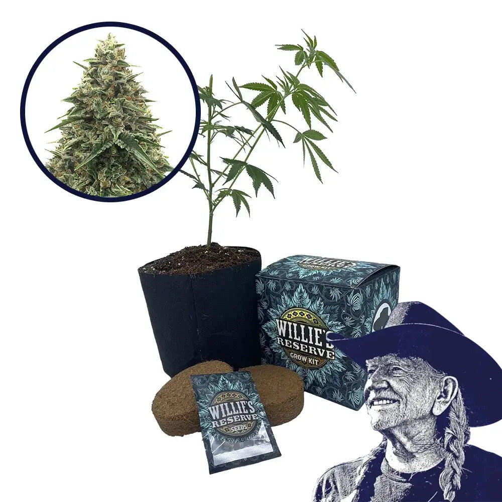 Shiatsu Kush Strain High Yield Grow Kit