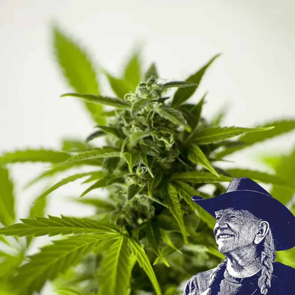 Skunk 1