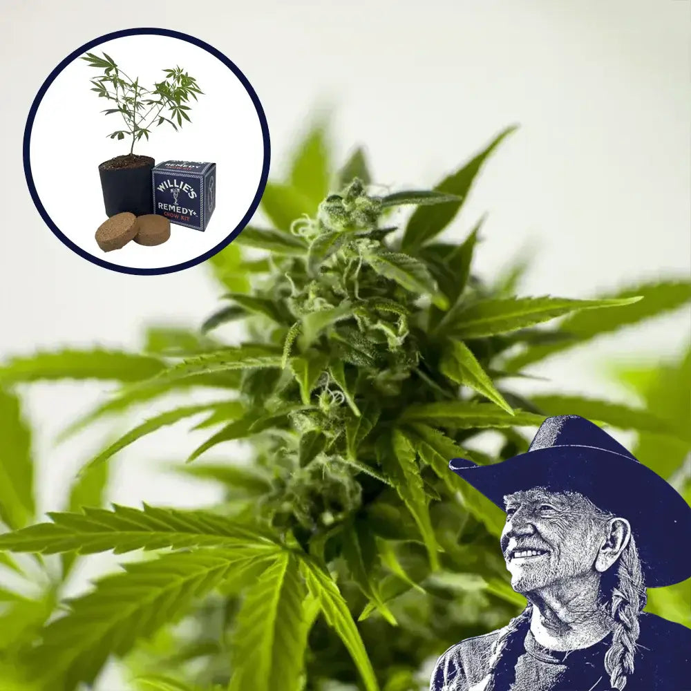 Skunk 1 Grow Kit