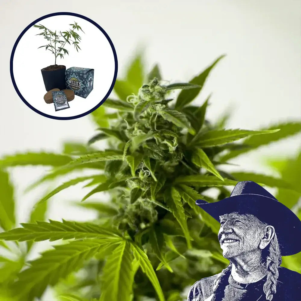 Skunk 1 High Yield Grow Kit